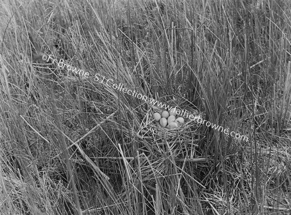 NEST WITH EGGS OF .....REED BUNKING?